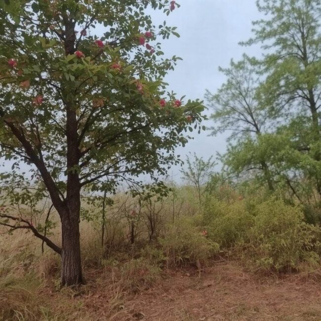 MMS nie działa po zmianie karty SIM w danej sieci